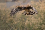 Birds-of-Prey;Circus-cyaneus;Northern-Harrier;flight;predator;raptor;talons